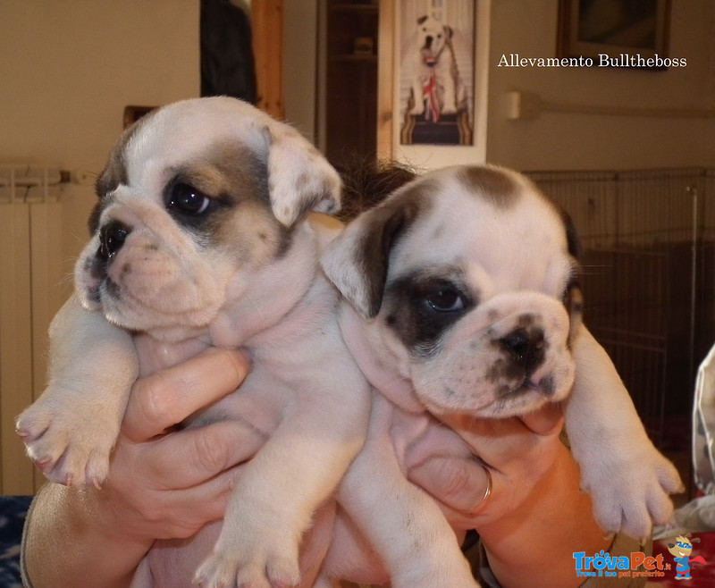 Bulldog Inglese Cucciolata - Foto n. 3