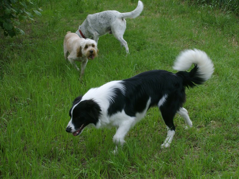 Border Collie 2007 Maschio Disponibile per Femmina - Foto n. 1