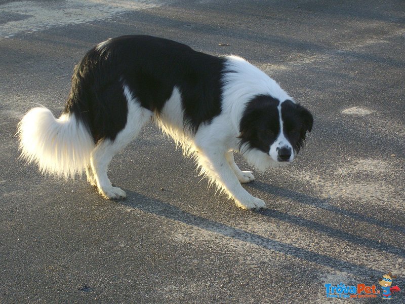 Border Collie 2007 Maschio Disponibile per Femmina - Foto n. 2