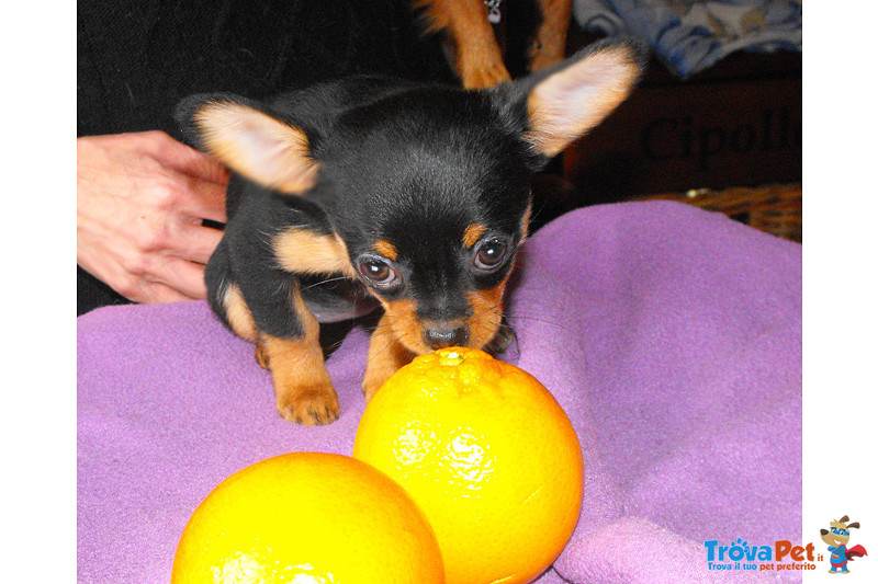 Chihuahua Toy - Foto n. 1