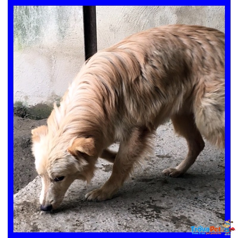 Tallero Cucciolone mix Golden Retriver Catturato e Rinchiuso - Foto n. 2