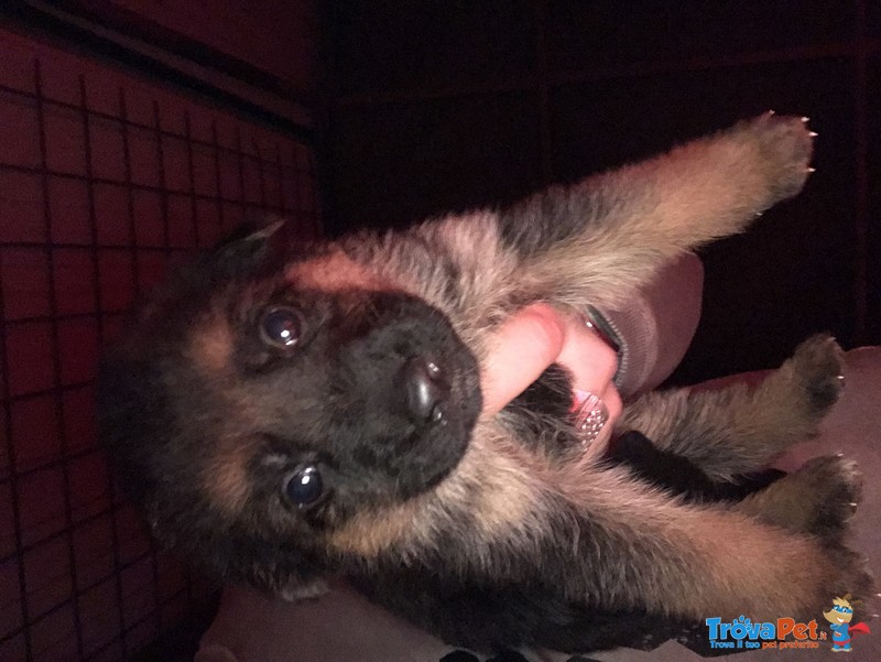 Cuccioli di Pastore Tedesco di alta Genealogia - Foto n. 1