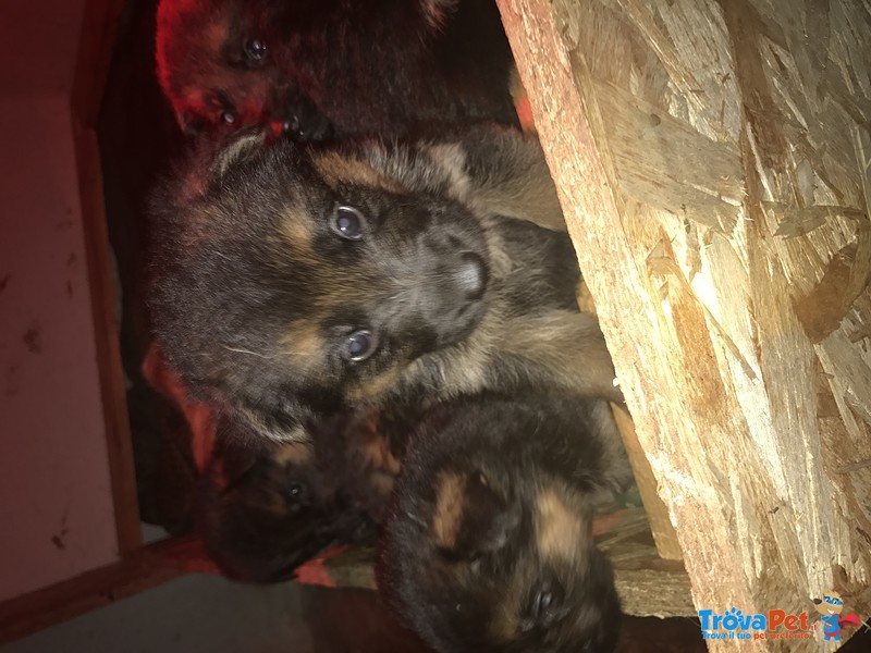 Cuccioli di Pastore Tedesco di alta Genealogia - Foto n. 2