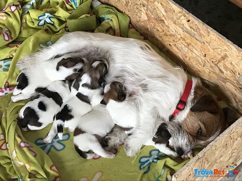 Jack Russell Cuccioli pelo Ruvido Pedigree E.500 - Foto n. 1