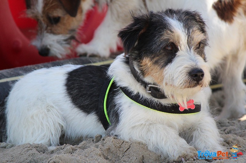 Jack Russell Cuccioli pelo Ruvido Pedigree E.500 - Foto n. 3