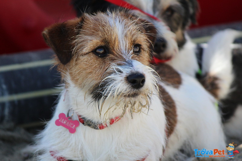 Jack Russell Cuccioli pelo Ruvido Pedigree E.500 - Foto n. 4