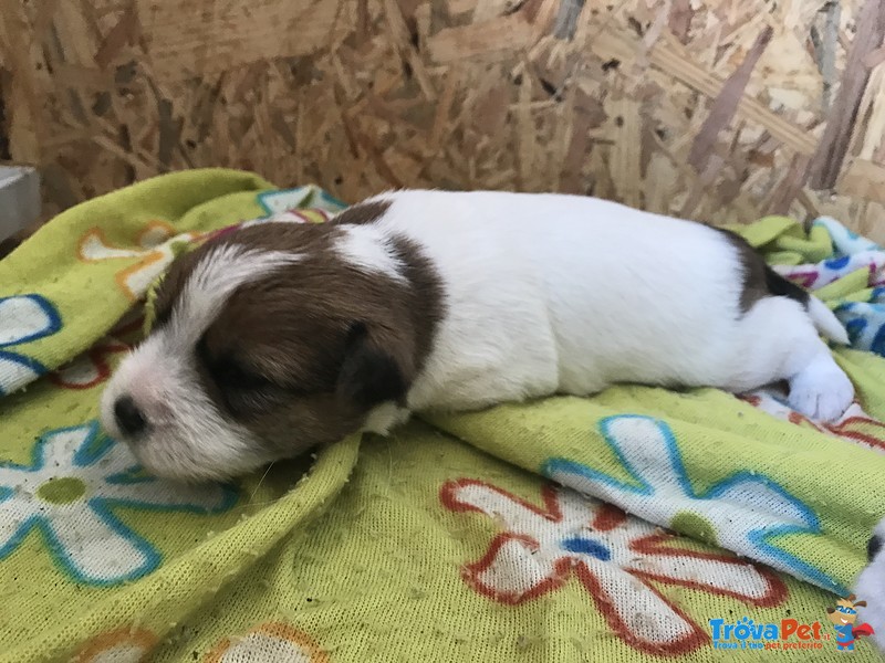 Jack Russell Cuccioli pelo Ruvido Pedigree E.500 - Foto n. 6