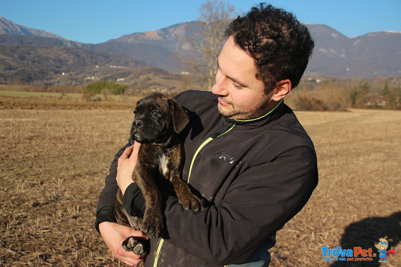 Vendo Cuccioli di Boxer Tigrato - Foto n. 2