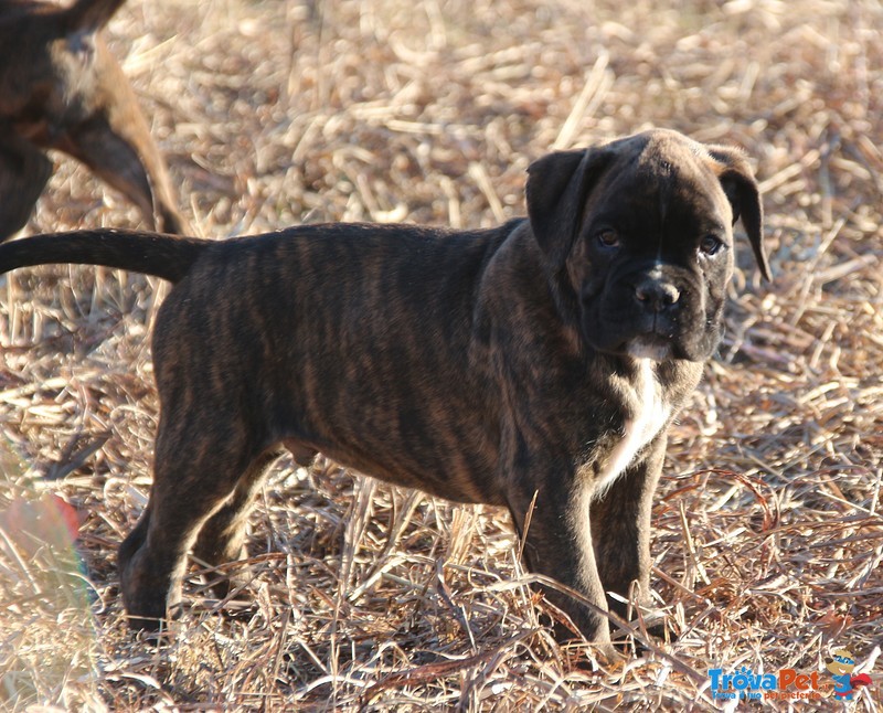 Vendo Cuccioli di Boxer Tigrato - Foto n. 4