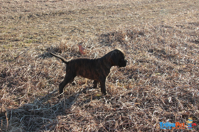 Vendo Cuccioli di Boxer Tigrato - Foto n. 6