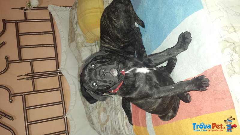 Cuccioli di cane Corso - Foto n. 1