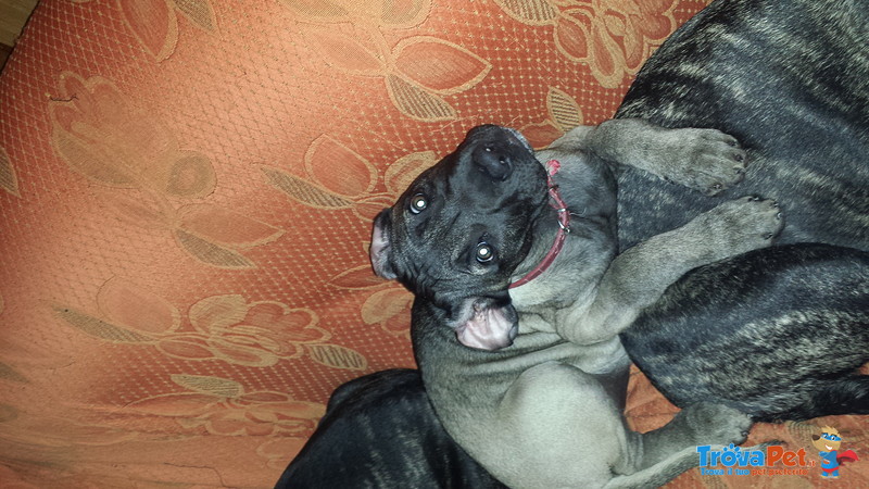 Cuccioli di cane Corso - Foto n. 2