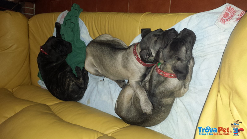 Cuccioli di cane Corso - Foto n. 3