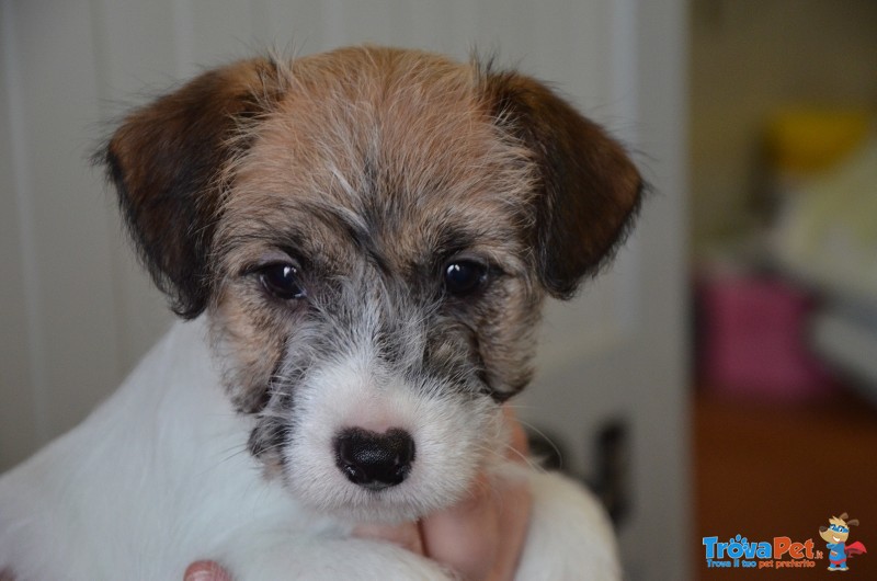 Cucciole jack Russell Terrier Genealogia Australiana - Foto n. 1