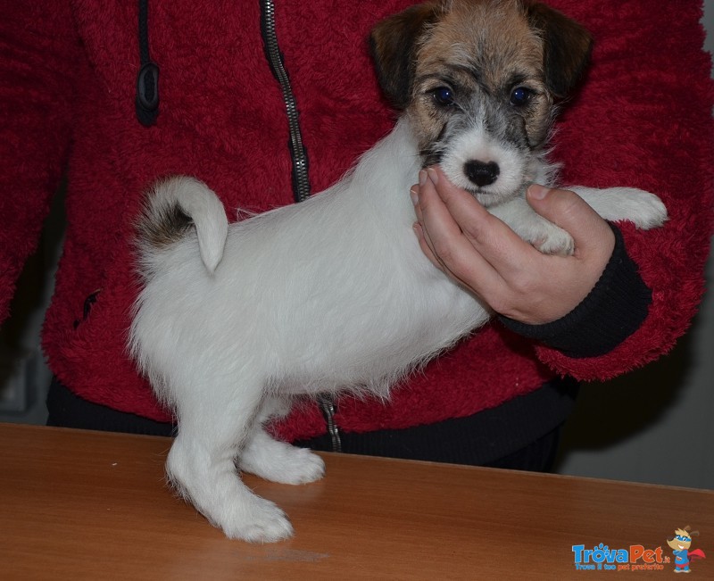 Cucciole jack Russell Terrier Genealogia Australiana - Foto n. 2