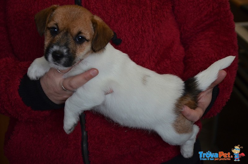 Cucciole jack Russell Terrier Genealogia Australiana - Foto n. 3