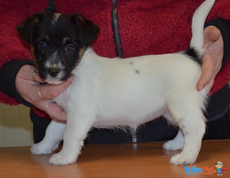 Cucciole jack Russell Terrier Genealogia Australiana - Foto n. 4