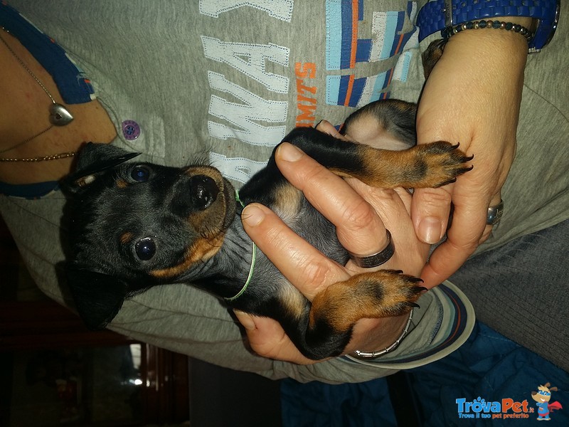 Vendo Pinscher nero Focato - Foto n. 1