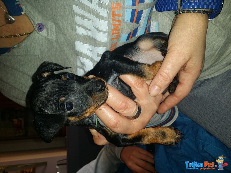 Vendo Pinscher nero Focato - Foto n. 2