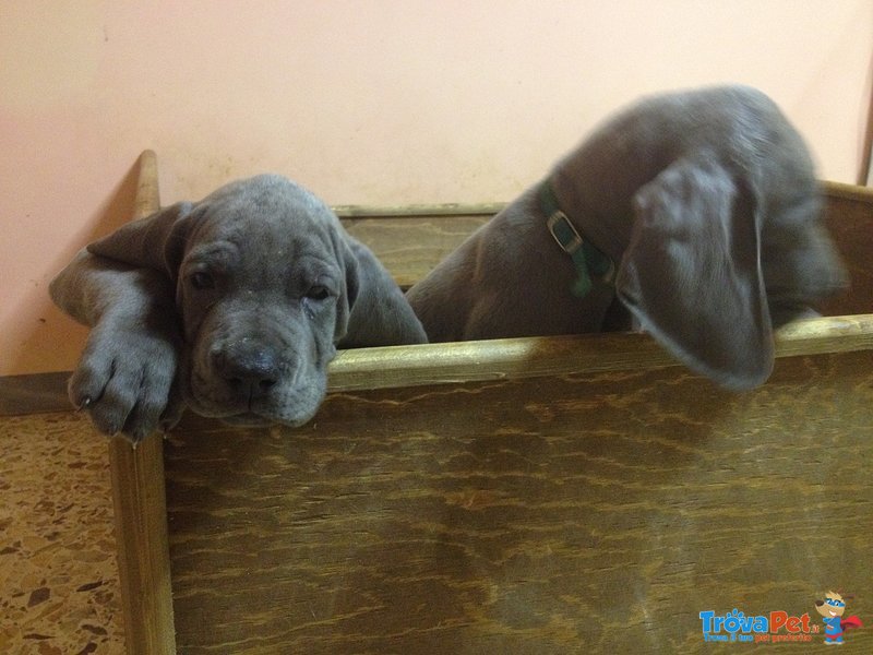 Splendidi Cuccioli di Alano blu Disponibili - Foto n. 3