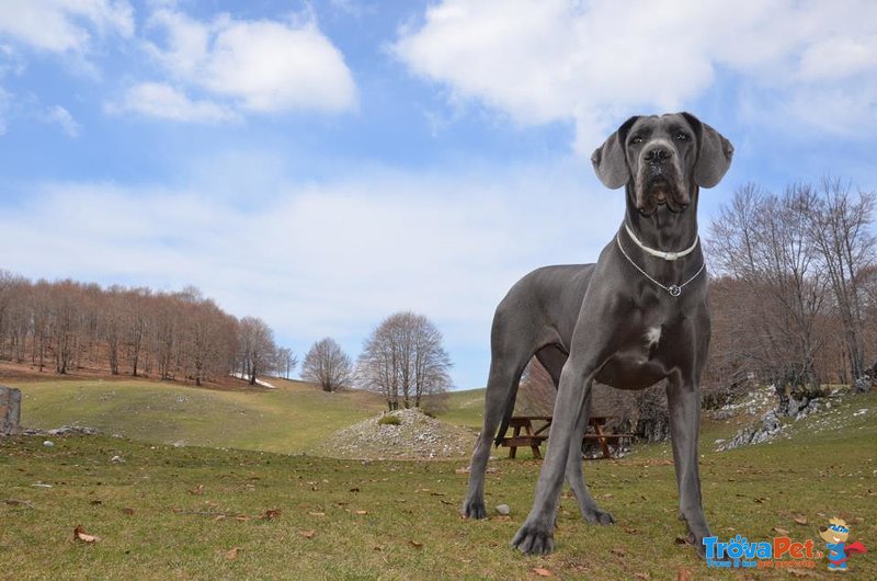 Splendidi Cuccioli di Alano blu Disponibili - Foto n. 5