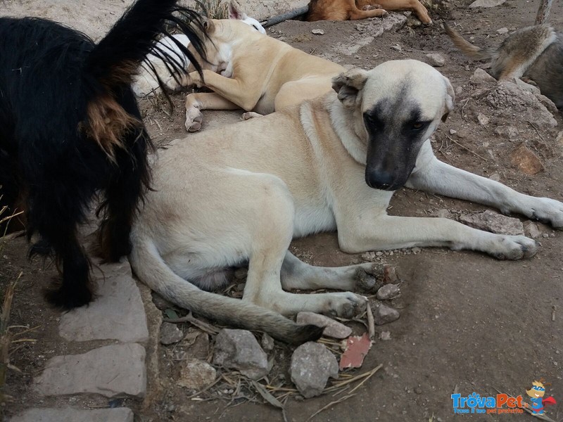 Brutus Cerca la sua Mamma! - Foto n. 1