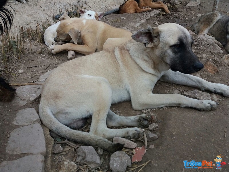 Brutus Cerca la sua Mamma! - Foto n. 3