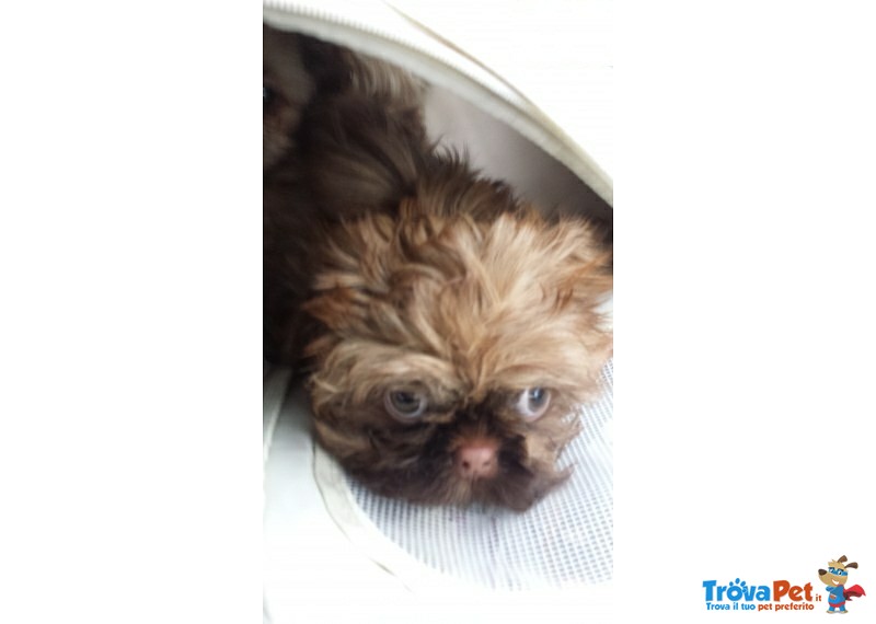 Shih tzu Sofia, Dolcissima Cagnolina in Regalo Cerca Casa - Foto n. 1