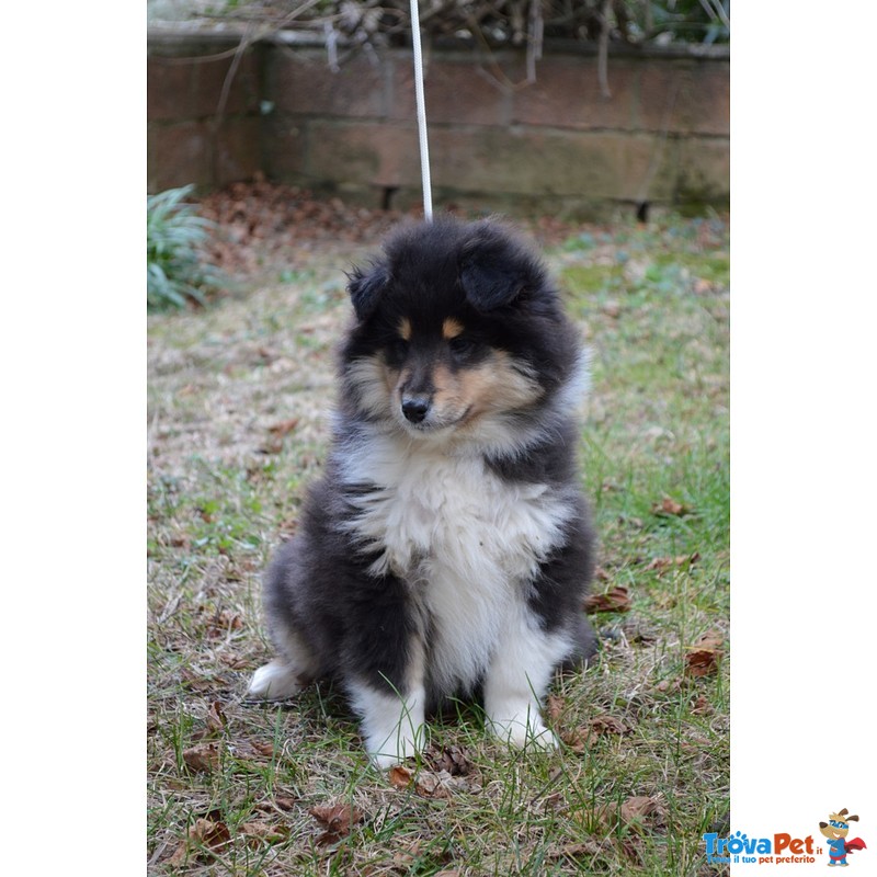 Cucciolo Pastore Scozzese Rough Collie - Foto n. 1