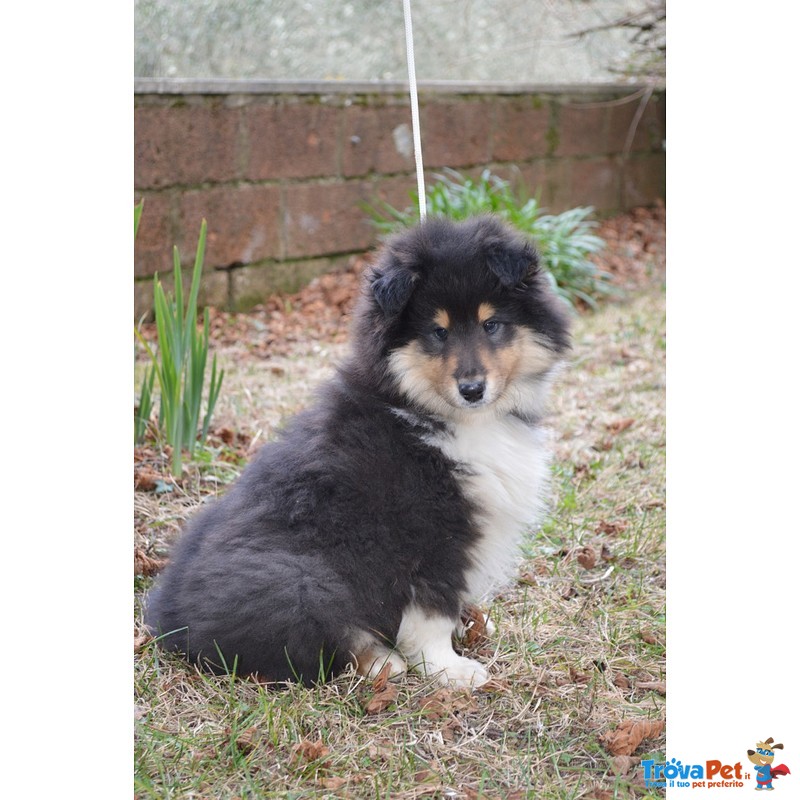 Cucciolo Pastore Scozzese Rough Collie - Foto n. 3