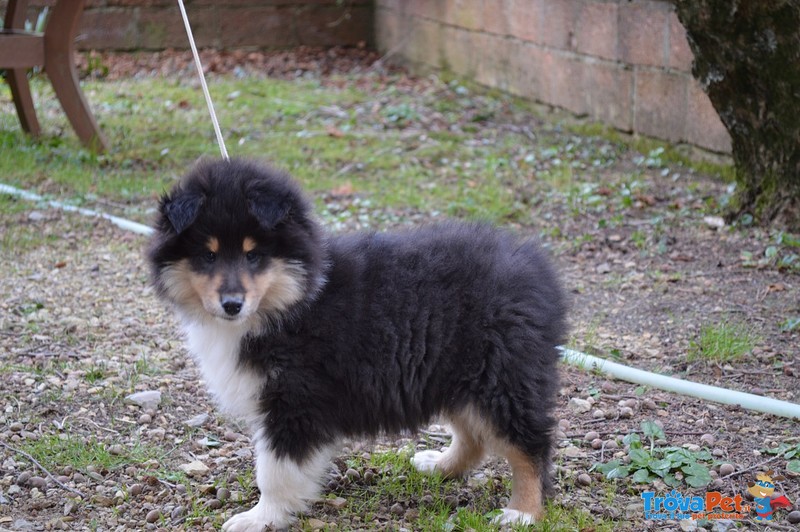 Cucciolo Pastore Scozzese Rough Collie - Foto n. 4