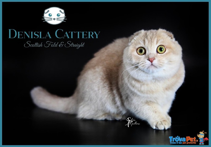 Cuccioli Scottish fold & Scottish Straight - Foto n. 3