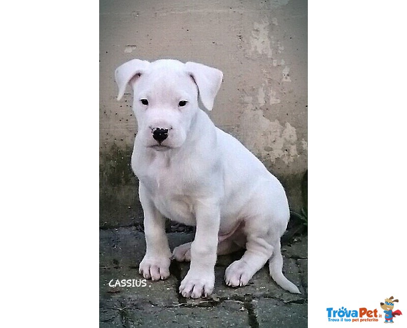 Cuccioli dogo Argentino - Foto n. 1