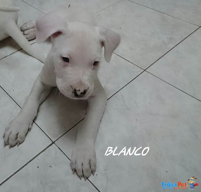 Cuccioli dogo Argentino - Foto n. 4