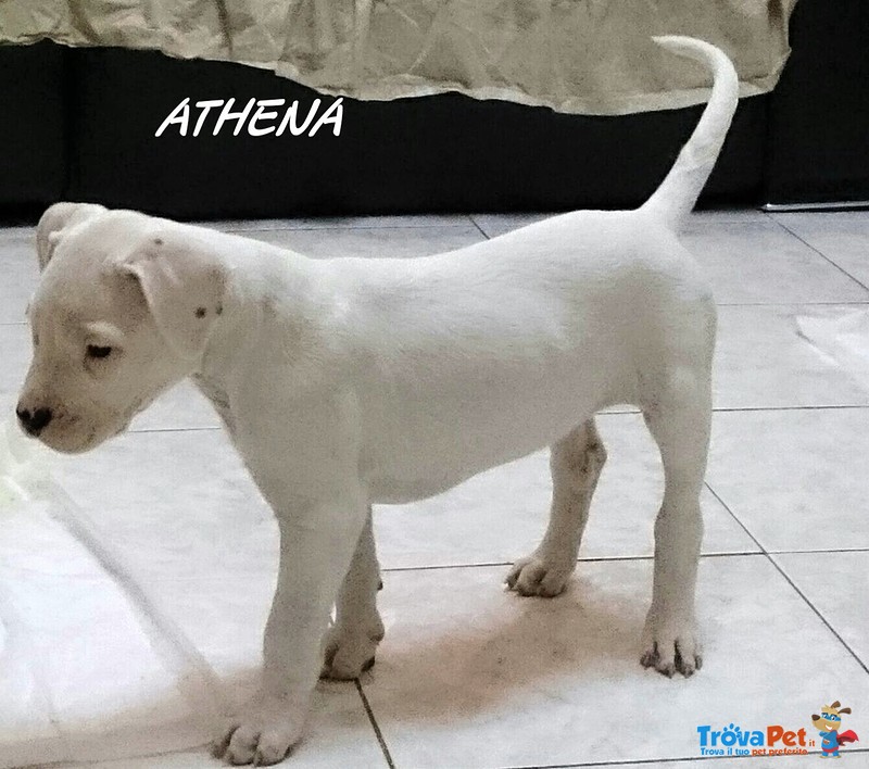 Cuccioli dogo Argentino - Foto n. 5