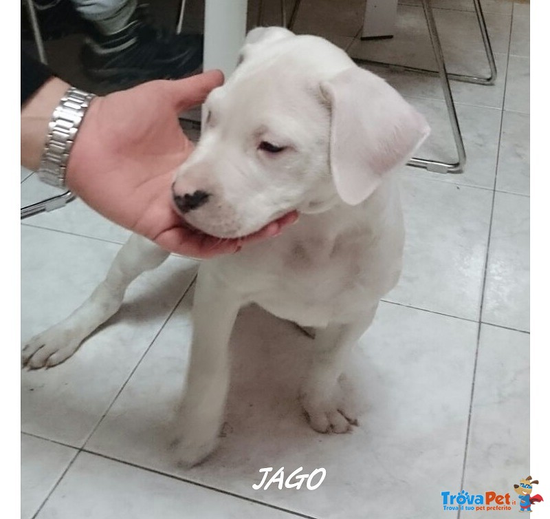 Cuccioli dogo Argentino - Foto n. 6