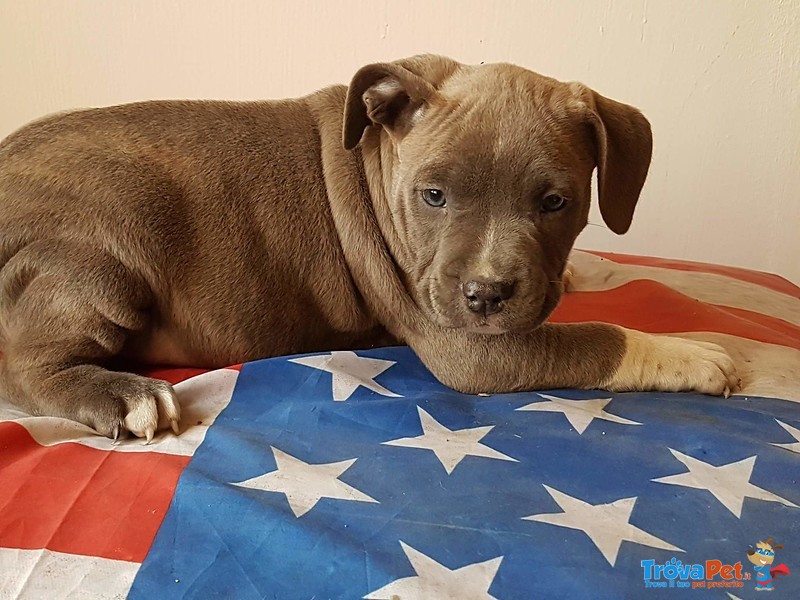 Cuccioli Bellissimi di Amastaff - Foto n. 3