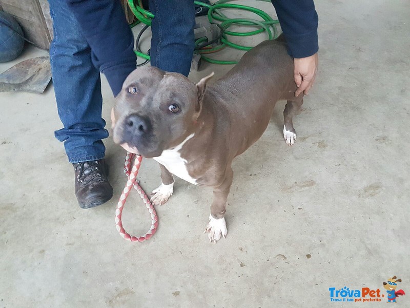 Fattrice Amstaff Blue - Foto n. 2