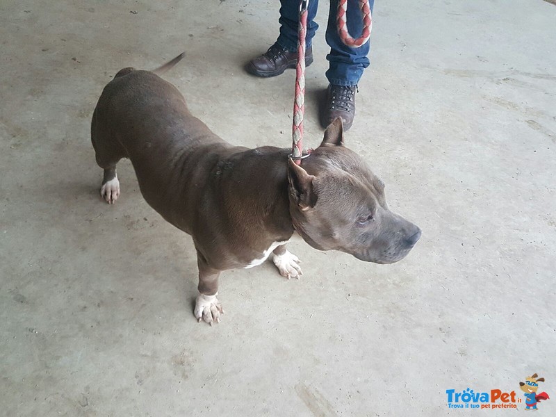 Fattrice Amstaff Blue - Foto n. 3