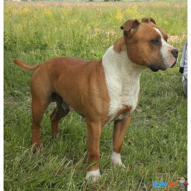 Amstaff Maschio Adulto - Foto n. 1