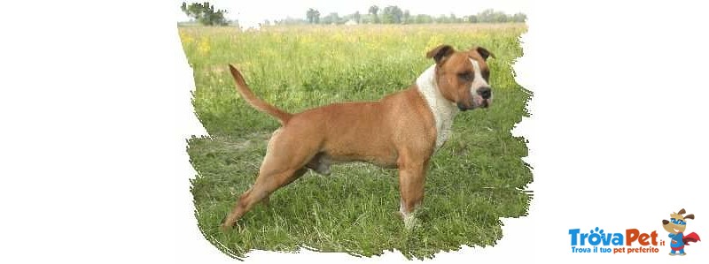 Amstaff Maschio Adulto - Foto n. 2