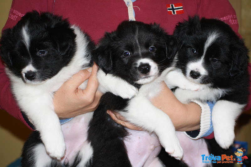 Fantastica Cucciolata di Border Collie da Pluricampioni Internazionali di Bellezza - Foto n. 1