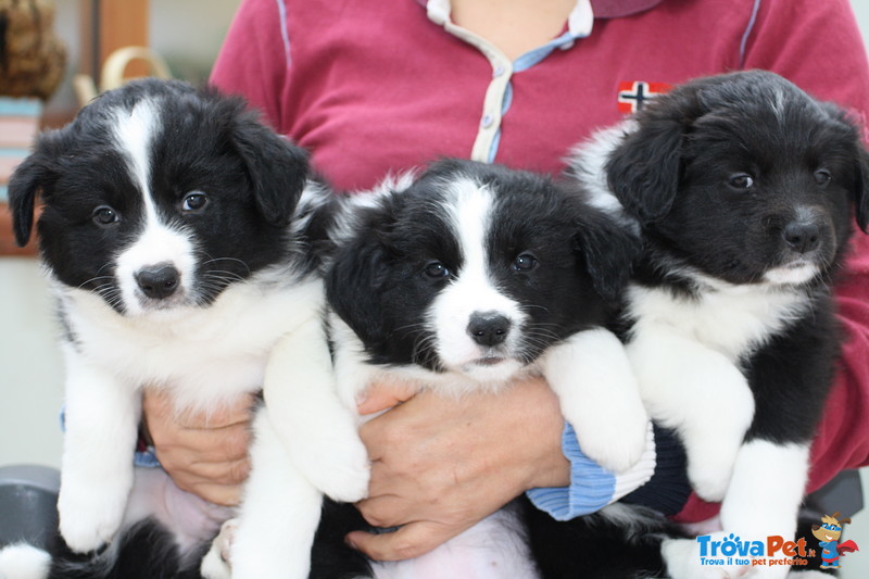 Fantastica Cucciolata di Border Collie da Pluricampioni Internazionali di Bellezza - Foto n. 2