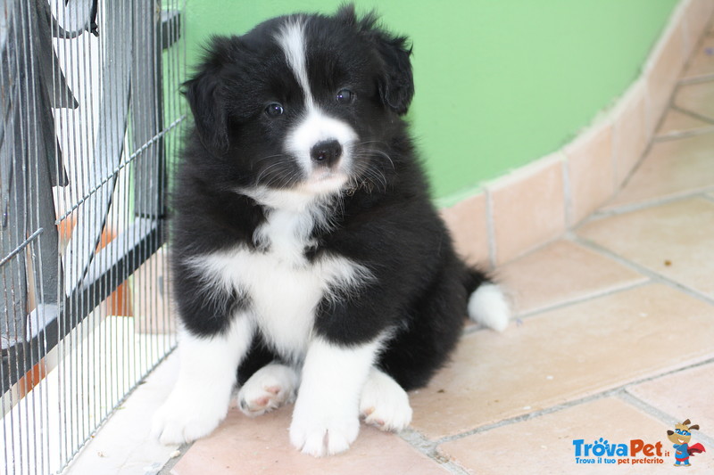 Fantastica Cucciolata di Border Collie da Pluricampioni Internazionali di Bellezza - Foto n. 5