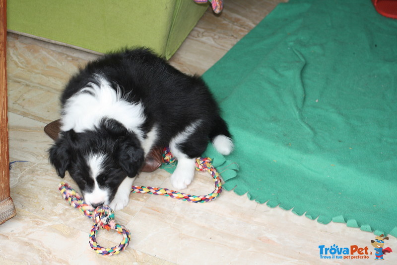 Fantastica Cucciolata di Border Collie da Pluricampioni Internazionali di Bellezza - Foto n. 6