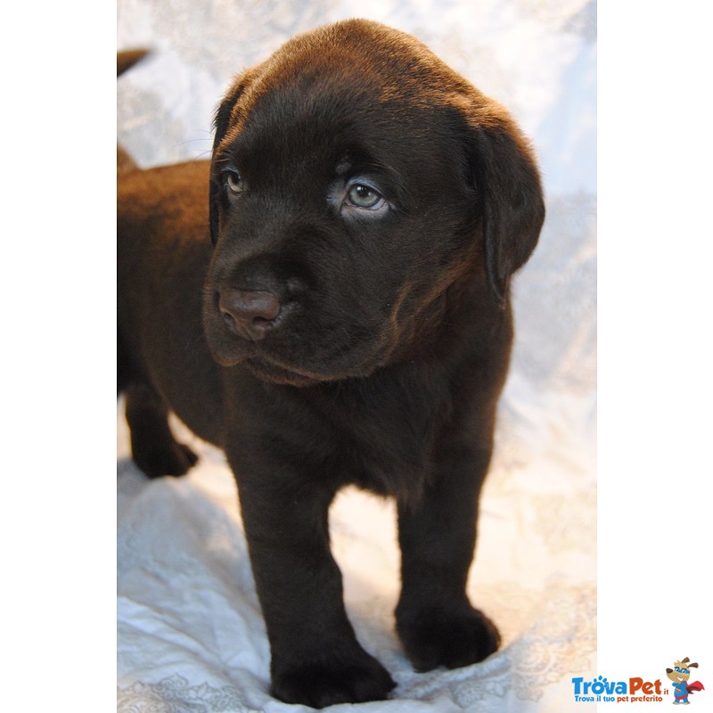 Cuccioli Labrador Chocolate con Pedigree Enci - Foto n. 2