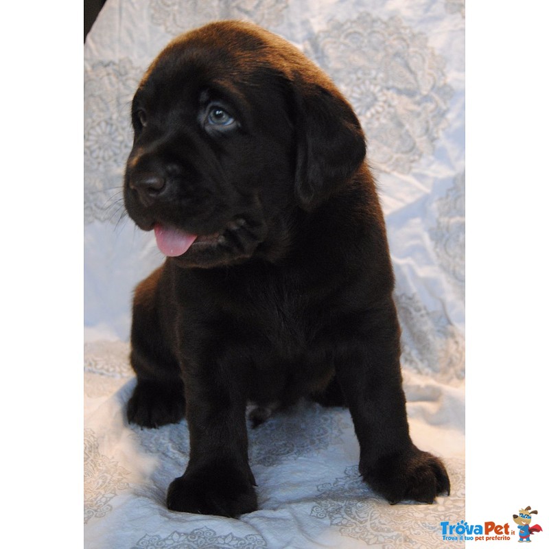 Cuccioli Labrador Chocolate con Pedigree Enci - Foto n. 4