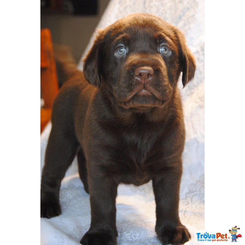 Cuccioli Labrador Chocolate con Pedigree Enci - Foto n. 5