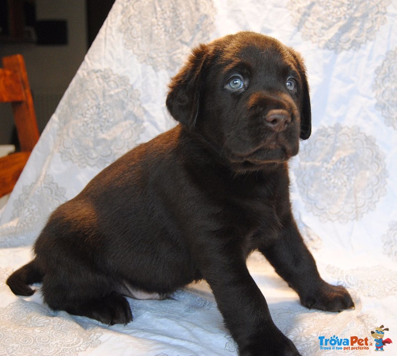 Cuccioli Labrador Chocolate con Pedigree Enci - Foto n. 6