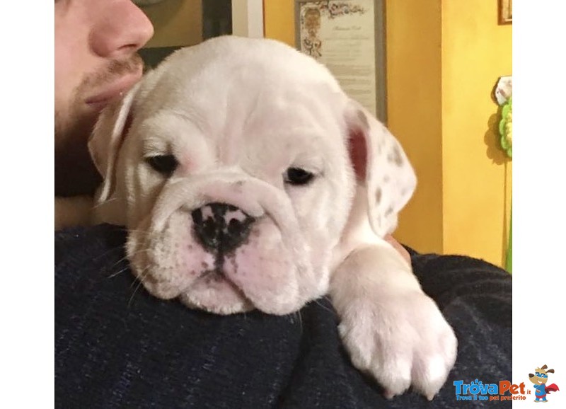 Cucciola Bulldog Inglese di Altissima Genealogia - Foto n. 1